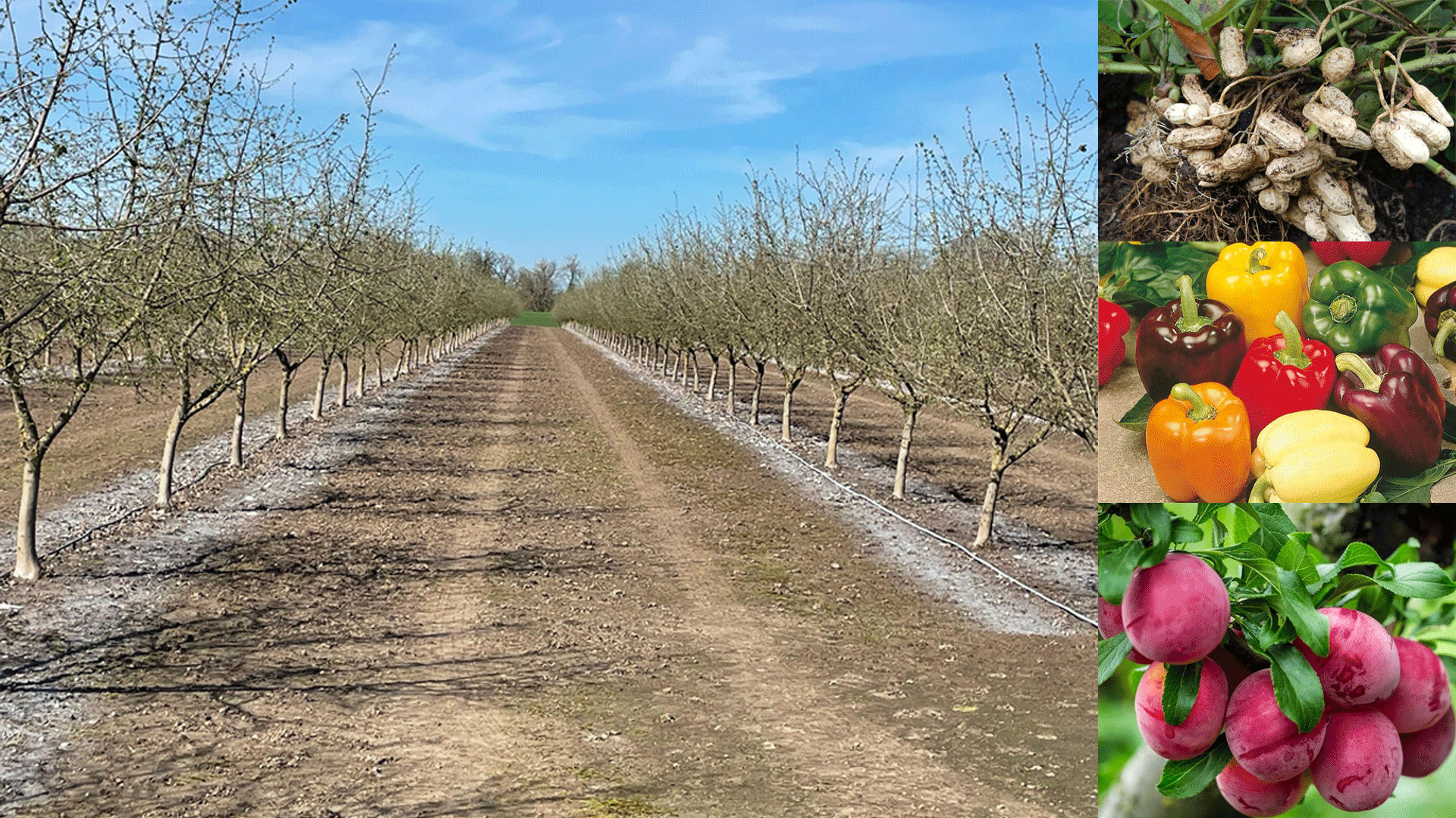 Willamette AG Sun Protection Products